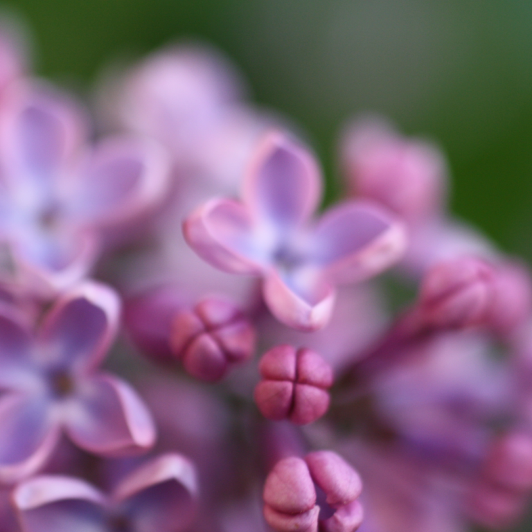 Pink Purple Lilac buds blossoming